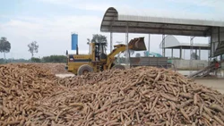 Sabudana Manufacturing